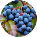 Oregon grape berries