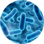 Illustration of beneficial gut bacteria