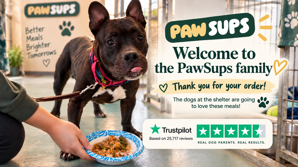 A volunteer serving a meal to a shelter dog: Welcome to the PawSups family