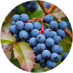 Oregon grape berries