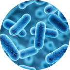 Illustration of beneficial gut bacteria